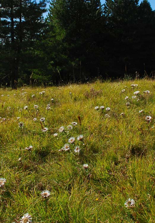 Carlina acaulis subsp caulescens